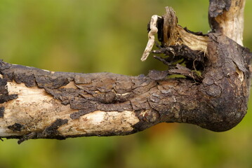 A close up shot of a unique structured branch of a tree in front of a blurry green background.