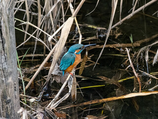 Common kingfisher in reeds and brush 2
