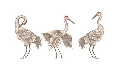 Red Crowned Crane Standing Spreading Wings and Tilted Head Down Vector Set