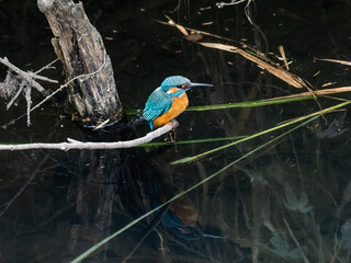 Common kingfisher in brush along a river 1