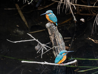 Pair of Common kingfishers along a river 5