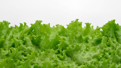 lettuce leaf isolated on white background. Fresh green salad lettuce. Healthy food concept