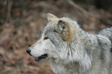 North American Grey Wolf