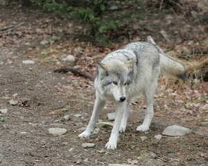 North American Grey Wolf