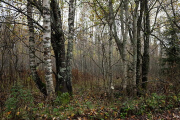 The autumn forest panoramic view