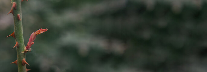 blooming rose leaf on a stem with thorns