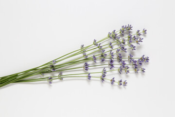 Naklejka premium lavender flowers on white background