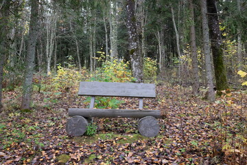 The forest bench