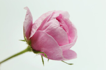 cute flower little pink rose