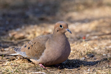 Mourning Dove in city park