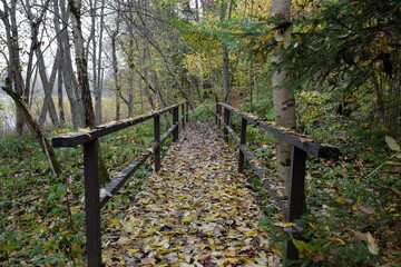 The autumn forest panoramic view