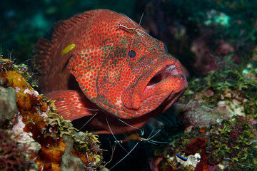 Obraz na płótnie Canvas Tomato grouper (Cephalopholis sonnerati) being cleaned by a cleaner shrimp (Lysmata amboinensis) in Tulamben, Bali, Indonesia