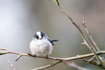 Fototapeta premium Long-Tailed Tit Portrait
