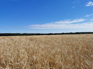 The corn fields