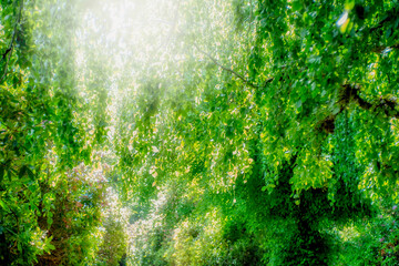 Sunlight sparking through gorgeous, dreamy green cascading light and airy leaves.  Beautiful backdrop.