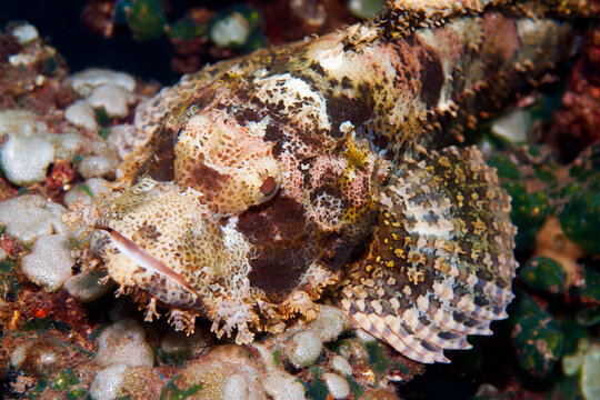 Portrait of a tassled scorpionfish (Scorpaenopsis oxycephala) near Tulamben, Bali, Indonesia