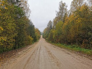 The forest road 