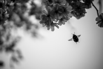 black and white bumblebee