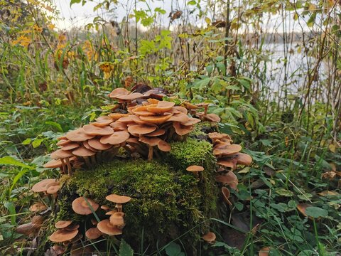 The wild forest mushrooms