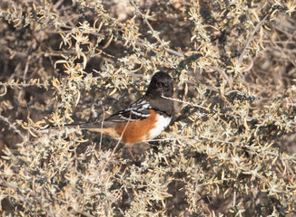 Eastern Towhee feeding on the ground