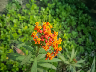 beautiful tiny red yellow butterfly weed flower in a garden in a winter morning