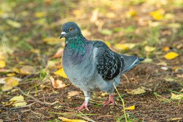 dove on the grass