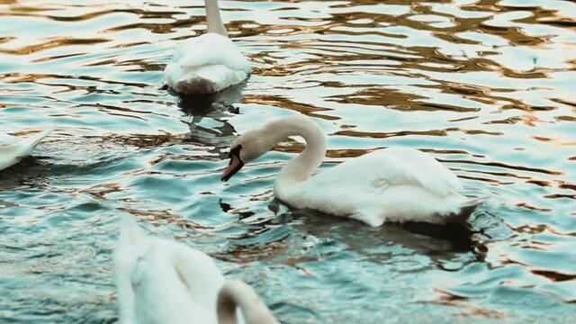 A flock of white swans swim in the water in the lake in the afternoon in the park. One bites the other for a beautiful wing feather. Nesting and migratory birds