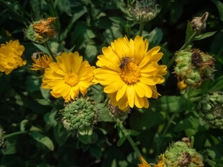 beautiful sunflower in a bright day in a winter morning