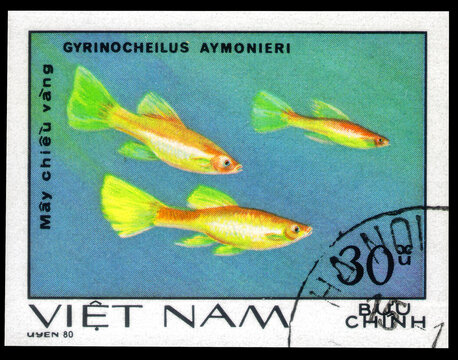 Postage stamp issued in the Vietnam with the image of the Sucking Loach, Gyrinocheilus aymonieri. From the series on Fish, Ornamental, circa 1981