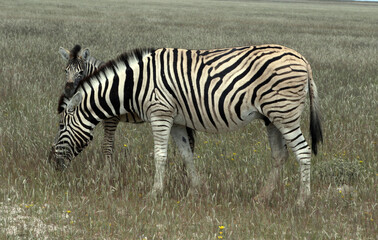 Baby zebra hiding behind the mother in the Etosha National Park after rainy season
