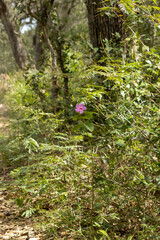 Disparo vertical de una sola flor morada en un bosque lleno de arbustos verdes