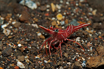 Hingebeak shrimp (Rhynchocinetes durbanensis) near Tulamben, Bali, Indonesia