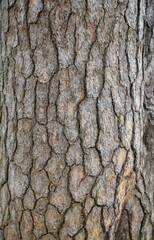 lacebark pine bark texture natural background