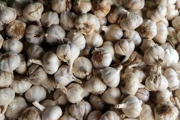 Pile of white garlic heads on market table top view. Closeup raw garlic background.
