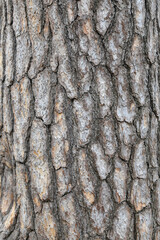 lacebark pine bark texture natural background