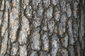lacebark pine bark texture natural background