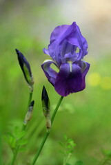 
Close up of an iris croatia