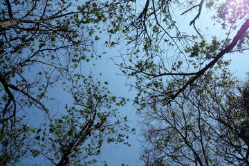 Bottom View of Tree in the Summer Day Background with Natural  Flare Light.