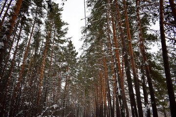 Winter fairy landscape. Pine forest.
