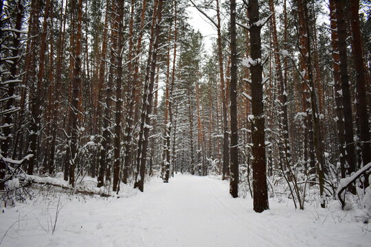 Winter fairy landscape. Pine forest.