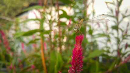 dragonfly setting on beautiful red flower closeup shot at afternoon