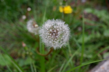 dandelion on green background