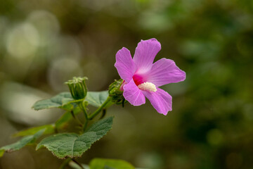 Disparo de enfoque selectivo de una flor violeta en la vegetación