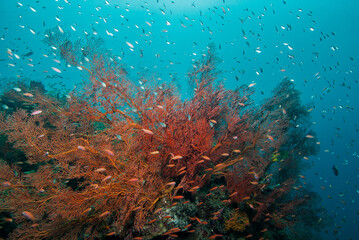 Fototapeta na wymiar Tropical reef scene with gorgonian fans and anthias in Bali Indonesia