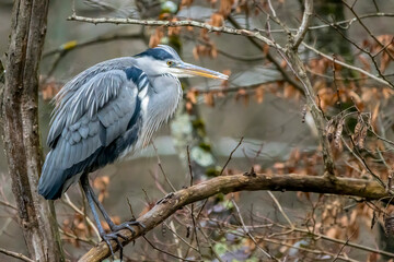 A common grey heron at a little pond called Jacobiweiher next to Frankfurt in Hesse, Germany at a cold day in winter.
