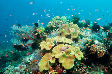 Fototapeta na wymiar Tropical reef scene with soft corals and anthias in Bali Indonesia