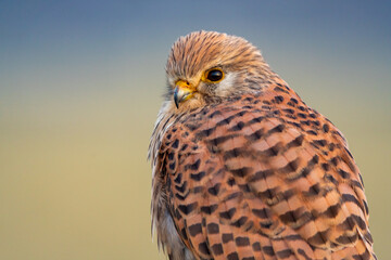 Turmfalke