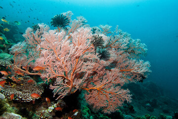 Tropical reef scene with gorgonian fans and anthias in Bali Indonesia