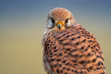 Turmfalke
