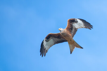 milan royal in flight